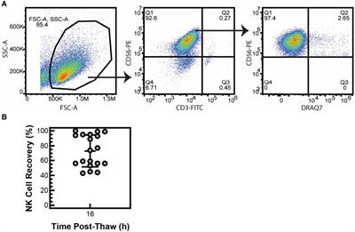 Cryopreserved PM21-Particle-Expanded Natural Killer Cells Maintain Cytotoxicity and Effector Functions In Vitro and In Vivo